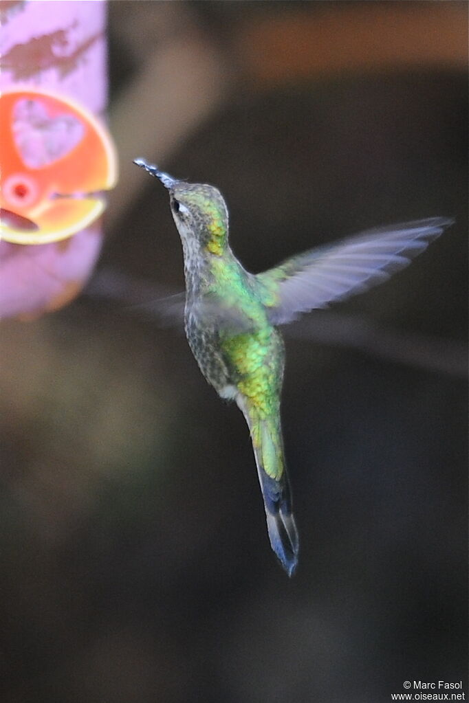 Marvelous Spatuletail female adult breeding, Flight