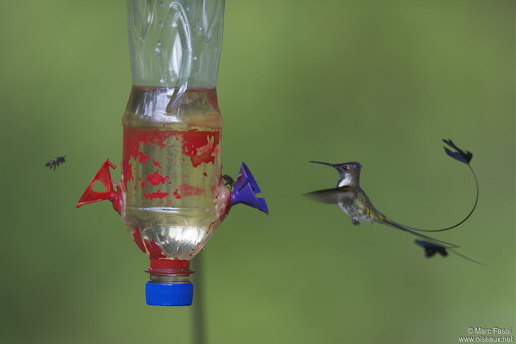 Marvelous Spatuletail male adult breeding, feeding habits, Behaviour