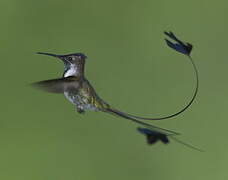 Marvelous Spatuletail