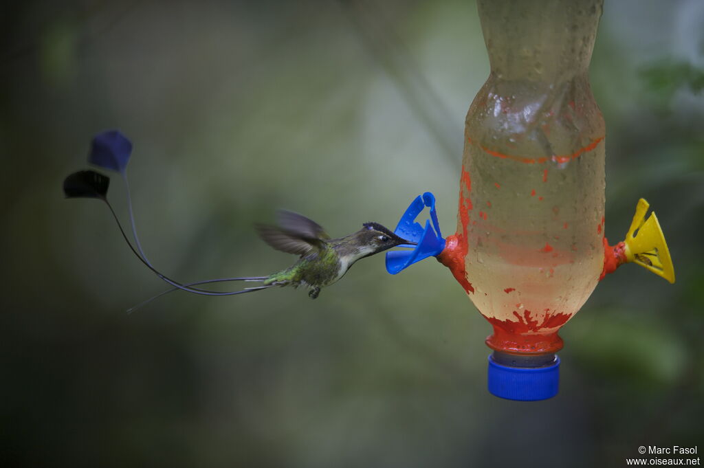 Marvelous Spatuletail male adult breeding, Flight, feeding habits, Behaviour