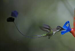 Marvelous Spatuletail