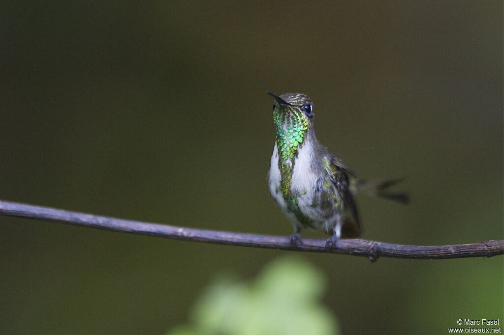 Marvelous Spatuletail male First year, identification