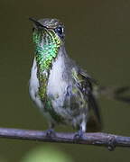 Marvelous Spatuletail