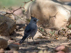 Grey-crested Finch