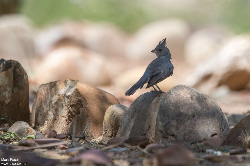 Grey-crested Finchadult, identification