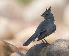 Grey-crested Finch