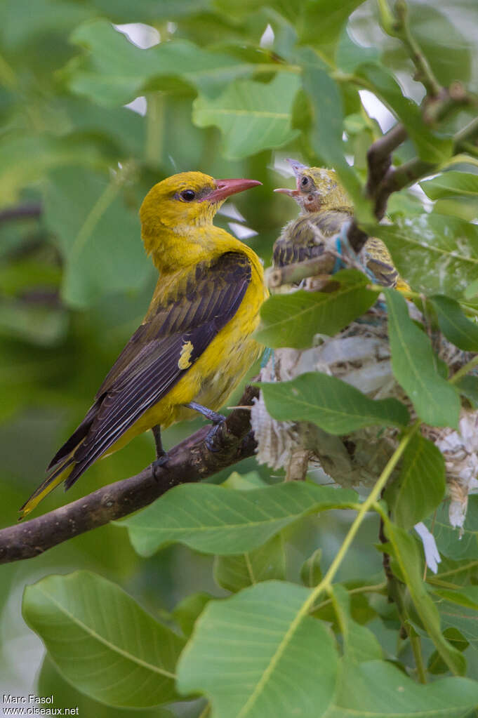 Eurasian Golden Oriole female adult breeding, identification