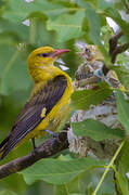 Eurasian Golden Oriole