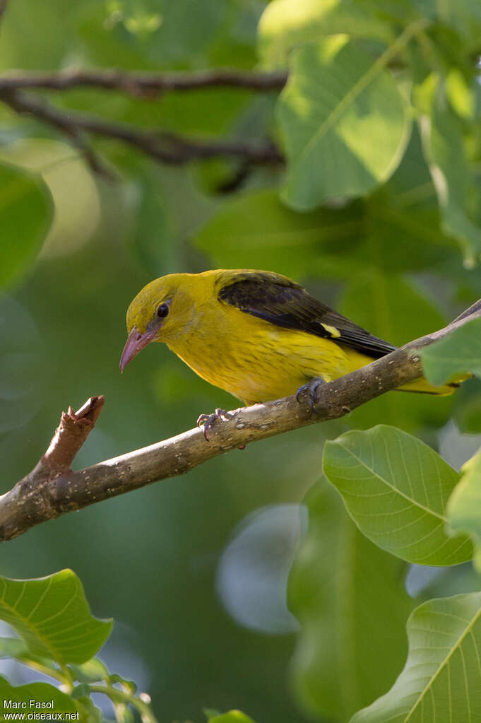 Eurasian Golden Oriole female adult, identification