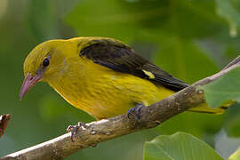 Eurasian Golden Oriole