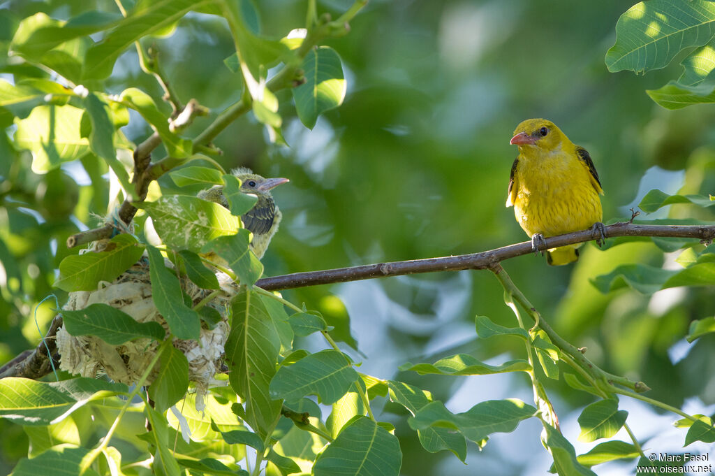 Eurasian Golden Oriole female adult breeding, identification, Reproduction-nesting