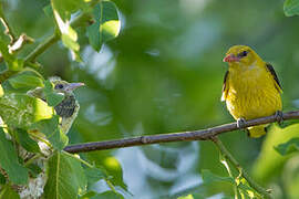 Eurasian Golden Oriole