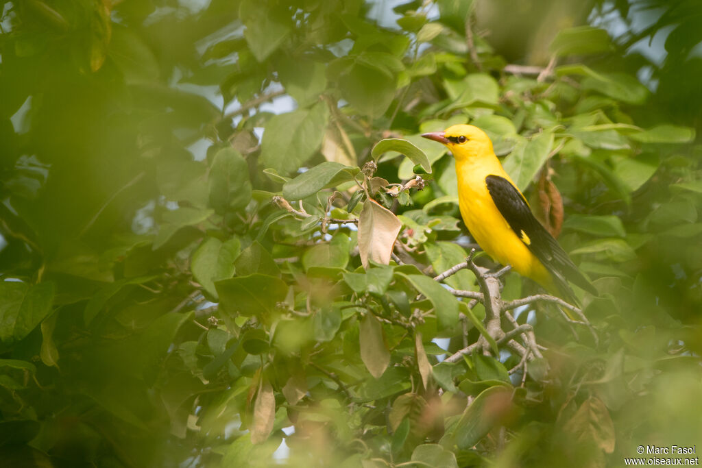 Eurasian Golden Oriole male adult, identification