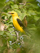 Eurasian Golden Oriole