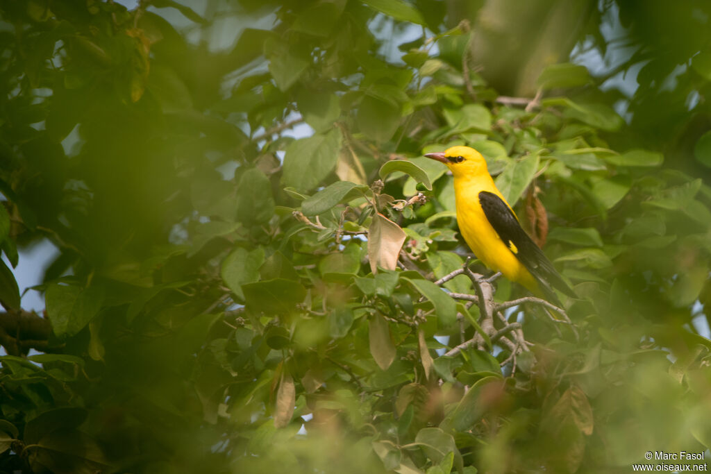 Eurasian Golden Oriole male adult, identification