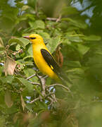 Eurasian Golden Oriole