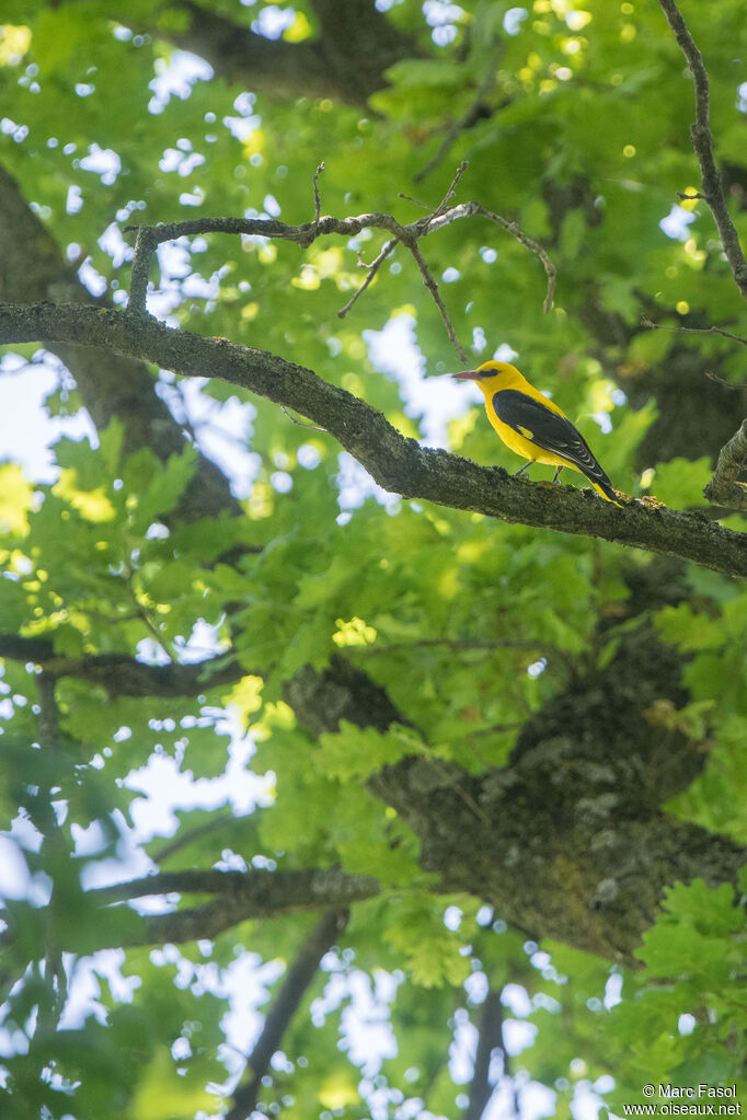 Eurasian Golden Oriole, habitat