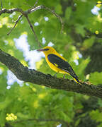 Eurasian Golden Oriole