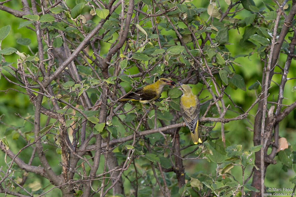 Eurasian Golden Oriole, identification, feeding habits