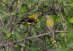 Eurasian Golden Oriole