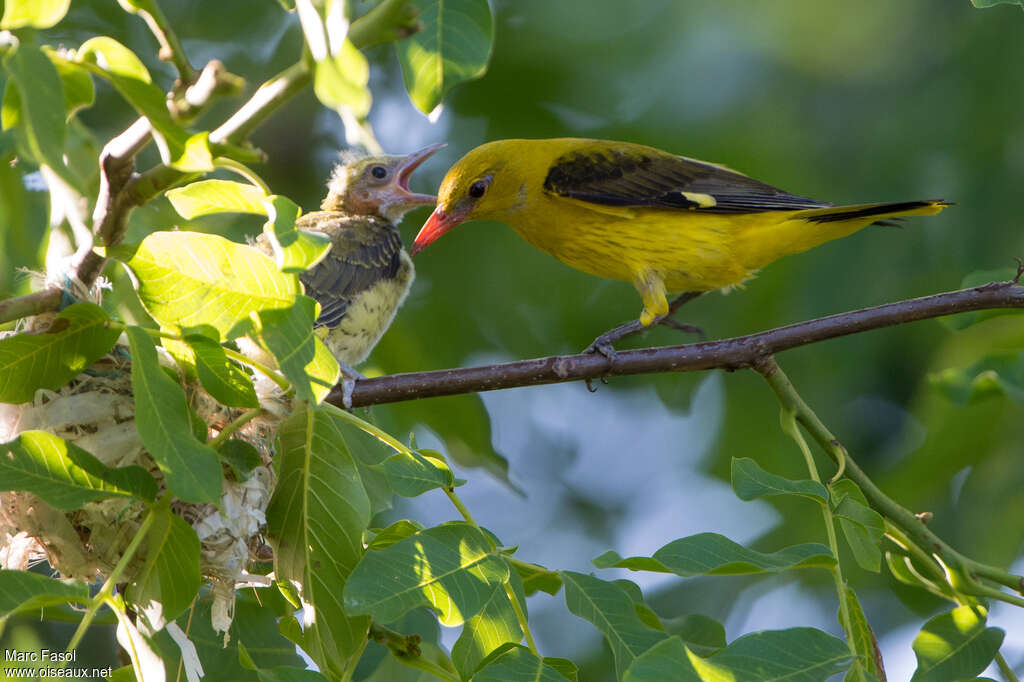 Eurasian Golden Oriole, Reproduction-nesting