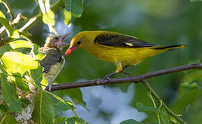 Eurasian Golden Oriole