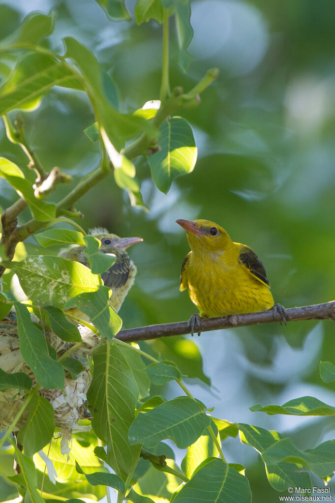 Eurasian Golden Oriole female adult, identification, Reproduction-nesting