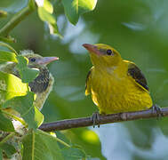 Eurasian Golden Oriole