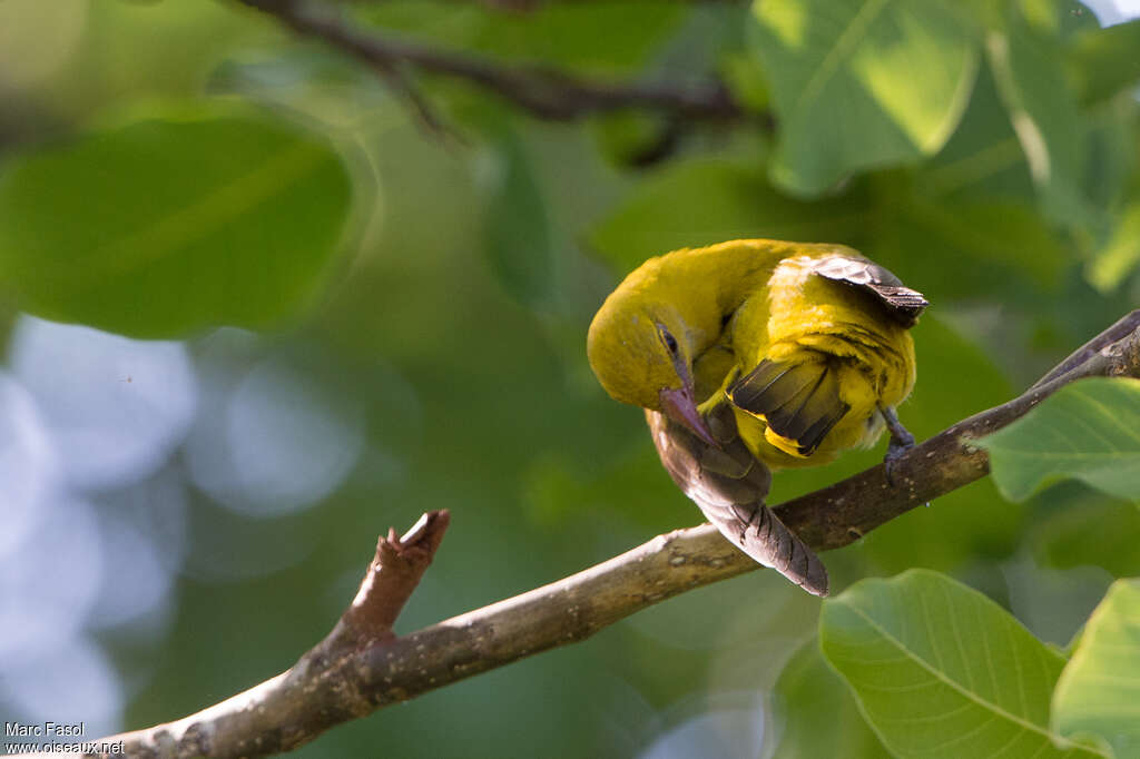 Eurasian Golden Oriole female adult, care