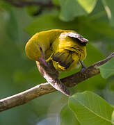 Eurasian Golden Oriole