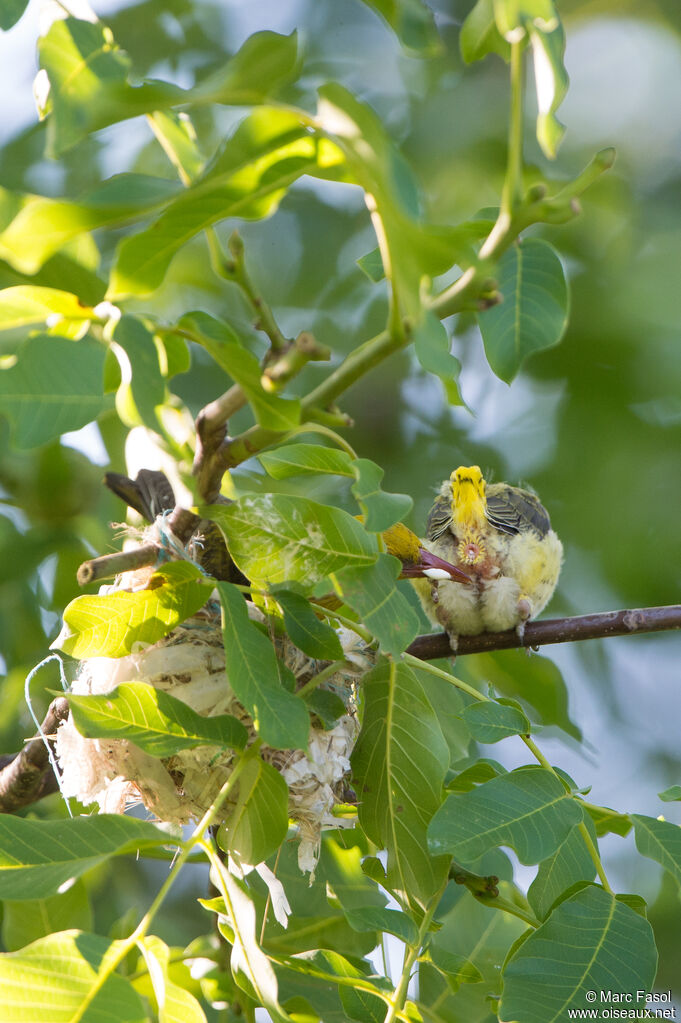 Eurasian Golden OriolePoussin, care