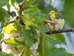 Eurasian Golden Oriole