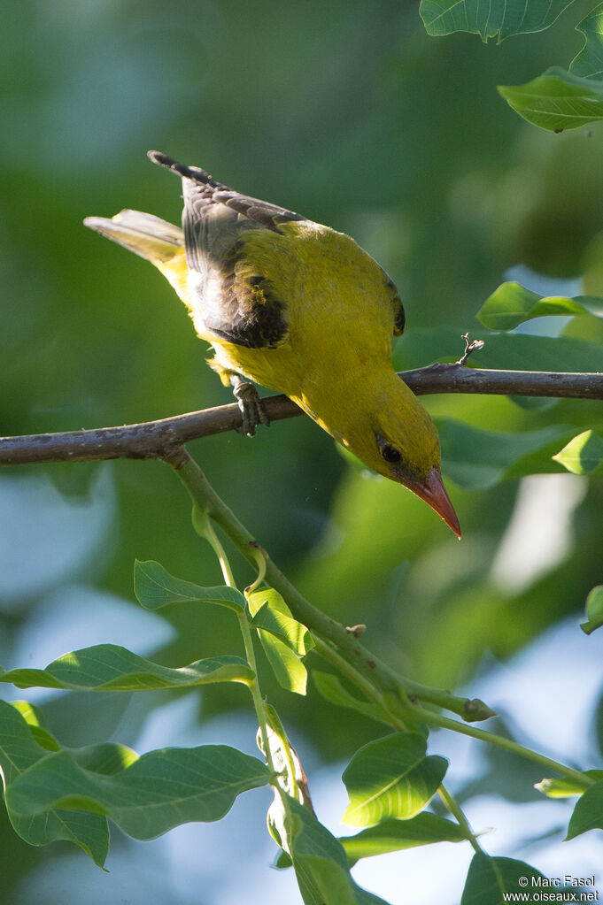 Eurasian Golden Oriole female adult breeding, identification, fishing/hunting