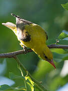 Eurasian Golden Oriole