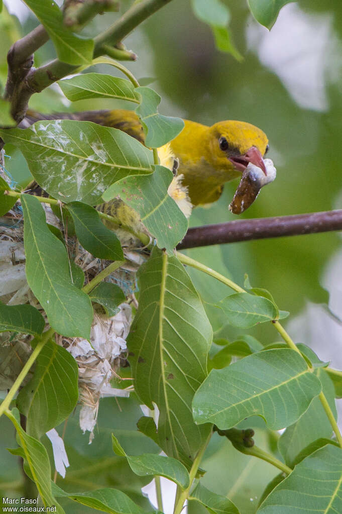 Eurasian Golden Oriole female adult, care, Reproduction-nesting