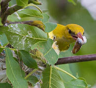 Eurasian Golden Oriole