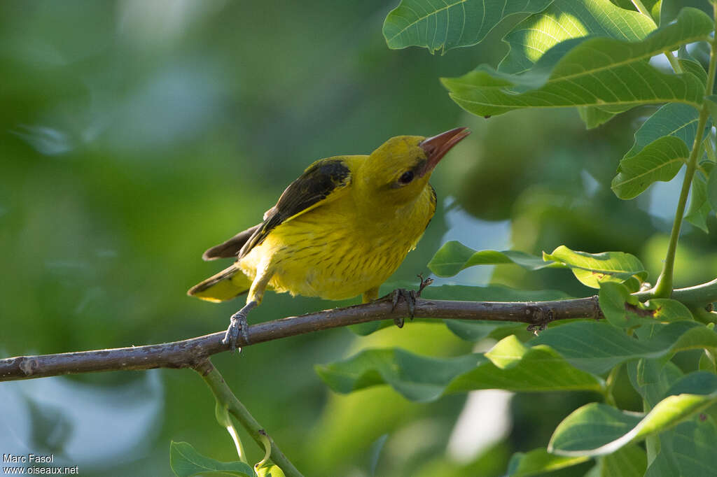 Eurasian Golden Oriole female adult, identification, eats