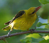 Eurasian Golden Oriole