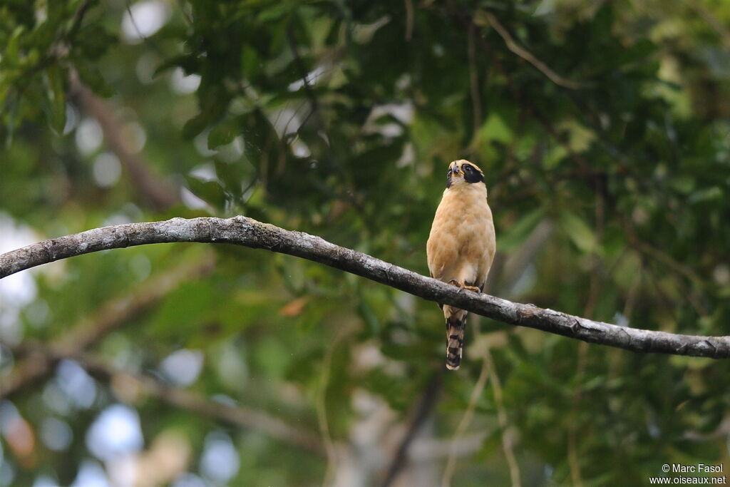 Macagua rieuradulte, identification