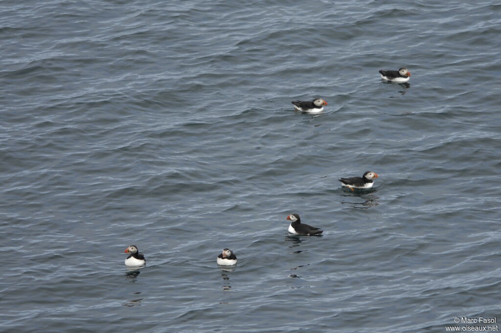 Atlantic Puffinadult breeding, identification