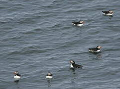 Atlantic Puffin