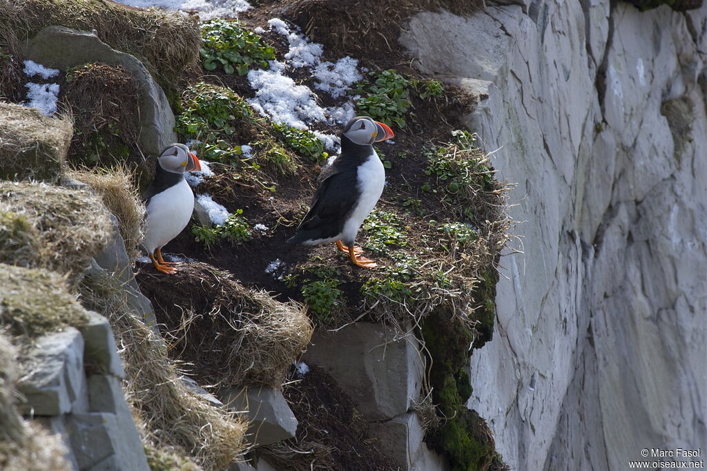 Atlantic Puffin, identification, Reproduction-nesting