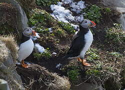 Atlantic Puffin