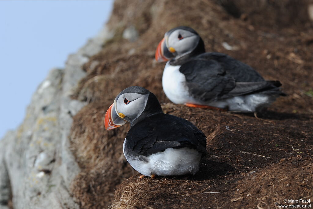 Atlantic Puffinadult breeding, identification, Reproduction-nesting