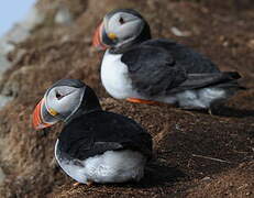 Atlantic Puffin