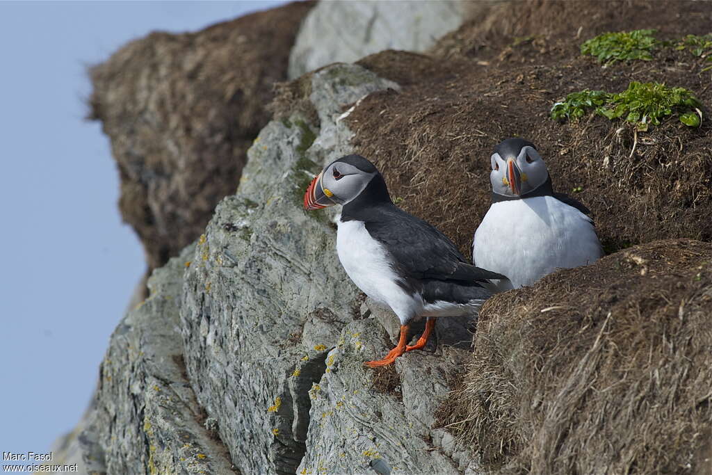 Atlantic Puffinadult breeding, Reproduction-nesting