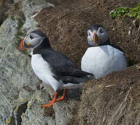 Atlantic Puffin