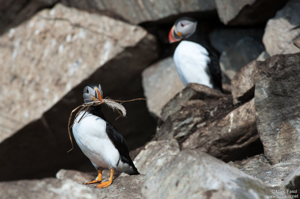 Atlantic Puffinadult breeding, Reproduction-nesting