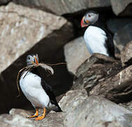 Atlantic Puffin