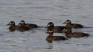 Velvet Scoter